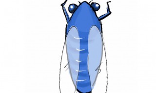 知了怎么处理才可以吃（知了处理方法）