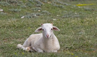 草原上散落的蒙古包就像什么(草原上散落的蒙古包就像什么仿写比喻句)