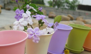 花盆里有小飞虫怎么去除小妙招（花盆里有小飞虫怎么去除小妙招大蒜可以做花肥吗）