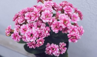 老丈人过生日送什么礼物 老丈人过生日送什么礼物比较好