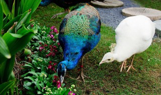 孔雀可以吃吗?（家养的孔雀可以吃吗）
