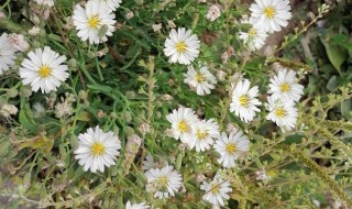 苦麻子的功效与作用（苦麻子的功效与作用图片）