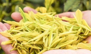 黄金芽和黄金叶的区别（黄金芽和黄金叶的区别 哪个更贵）