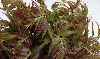 香椿花的吃法(香椿花的吃法和做法)