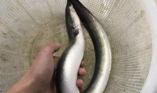白鳝鱼的功效与作用 黄鳝四种人不能吃