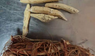 五指毛桃牛大力煲猪骨汤功效与作用（五指毛桃大力牛猪骨汤可以一起煲吗）