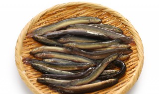 杀泥鳅正确方法最快 泥鳅治什么病最厉害