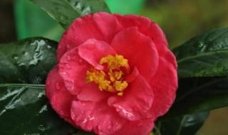 固始特产（河南固始特产）