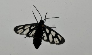 小飞蛾怎么来的(家里有小飞蛾消除妙招)