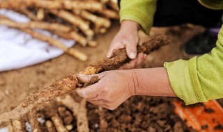 铁棍山药发芽了还可以吃么（铁棍山药发芽了还可以吃么图片）