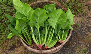 菠菜怎么保存新鲜不烂(菠菜怎样保存放才能更新鲜)