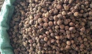 砂仁有几种 砂仁是什么样的图片