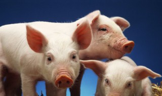 梦见杀猪分肉什么意思（梦见用刀切生猪肉是什么征兆）