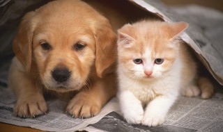 梦见很多小狗是什么意思(梦见很多小狗是什么意思解梦)