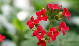 吉祥如意花怎么养（吉祥如意花怎么养才算好）