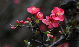 海棠花的花期 海棠花的花期能开几天