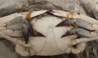 活螃蟹直接冷冻保存可以吗 活螃蟹直接冷冻保存可以吗