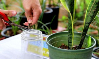 红糖水可以浇花吗 过期的红糖水可以浇花吗