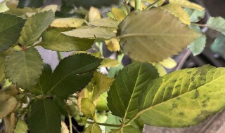 木菊花黄叶子怎么回事 木菊花黄叶子怎么办