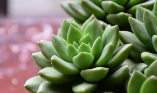 多肉叶子腐烂怎么办 多肉叶子烂掉了怎么办