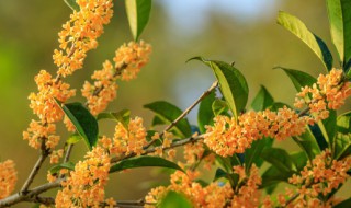 桂花树叶子发白怎么办 桂花树叶子发白怎么办小妙招