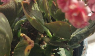 长寿花干叶子怎么回事 长寿花叶子尖发黑枯萎像烧焦