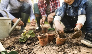 乌羽玉怎么种植（乌羽玉怎么种植方法）