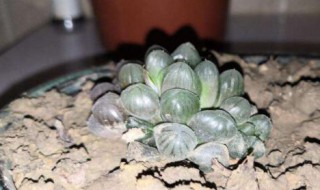 多肉瓣怎么种 多肉瓣怎么种植方法