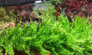 莫斯水草怎么养（怪蕨莫斯水草怎么养）