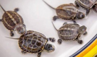 安缘龟怎么养(安缘龟怎么养高背)