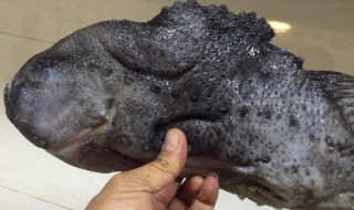 海参斑鱼怎么做最好吃（海参斑鱼怎么做最好吃视频教程）