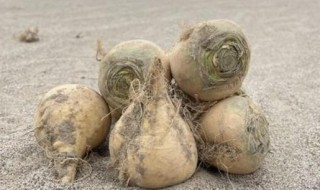 恰玛古怎么吃（恰玛古怎么吃最好）