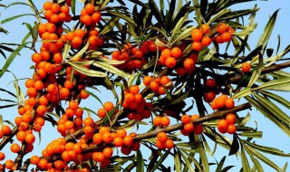 女人喝沙棘汁的功效与作用（沙棘原浆的功效与作用）