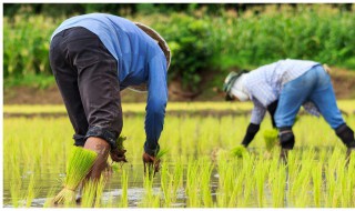 如何提高农民种粮食的积极性 如何提高农民种粮食的积极性和积极性