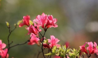 杜鹃花寓意及象征 杜鹃花寓意及象征是什么