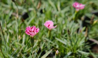 石竹一年开几次花（美国石竹一年开几次花）