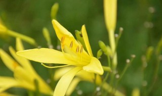 黄花菜正确施肥方法（黄花菜正确施肥方法和用量）