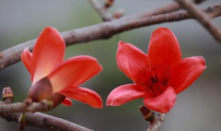 木棉花一年开几次花（木棉花一年开几次花?）