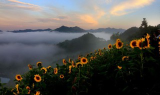 为什么向日葵是朝着太阳开花 为什么向日葵的花朝着太阳