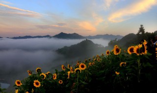 向日葵冬天花种发芽方法（向日葵冬天怎么种）