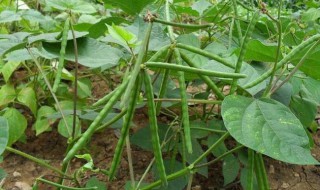 种植绿豆的方法 种植绿豆的方法 (用水