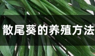 小散尾葵的养殖方法和注意事项（小散尾葵的养殖方法和注意事项图片）