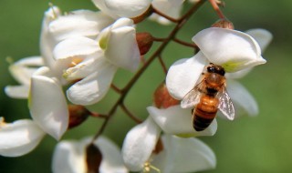 槐花的养殖方法和技巧 槐花的养殖方法和技巧