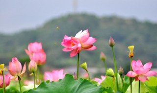 并蒂莲花语（并蒂莲花语及传说）