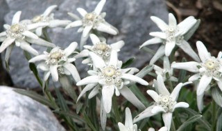 雪绒花的寓意（雪绒花的寓意和情感）