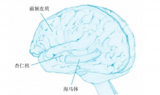 杏仁核与情绪的关系 杏仁核对情绪的影响