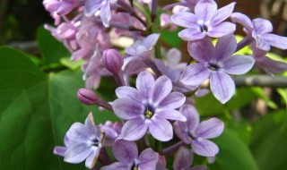 六瓣丁香花的寓意 六瓣丁香花的寓意和象征