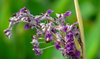 再力花什么时候开花（再力花什么时候发芽）