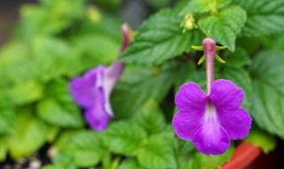 夏季播种的花有哪些（夏季播种植物）