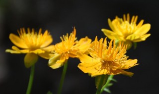 你知道金莲花的花语吗 金莲花的花语和象征